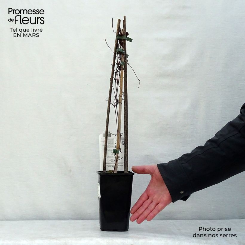 Spécimen de Clématite Justa Pot de 1,5L/2L tel que livré au printemps