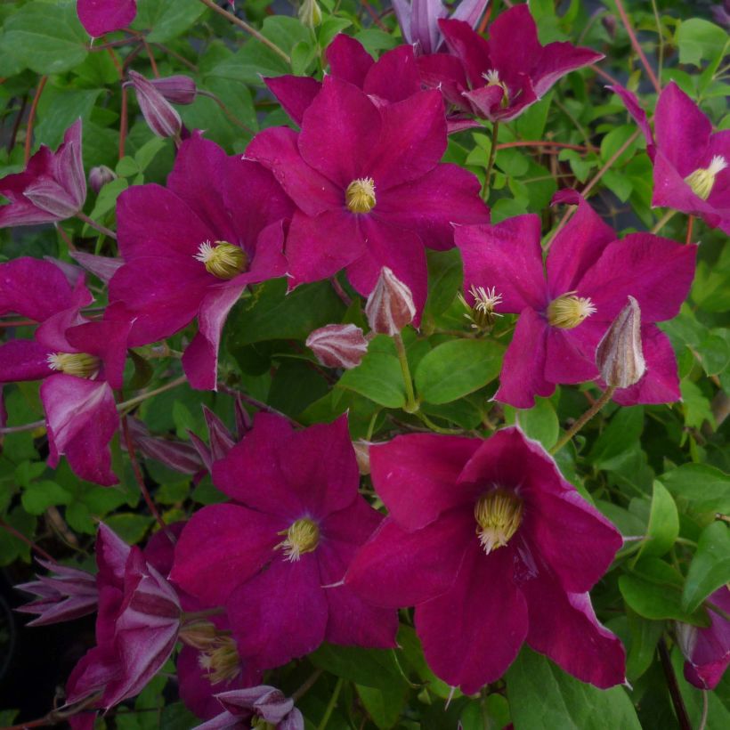 Clématite  - Clematis Madame Edouard André (Floraison)