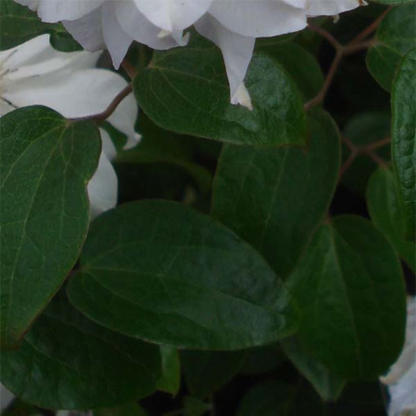 Clématite - Clematis Maria Skłodowska Curie (Feuillage)