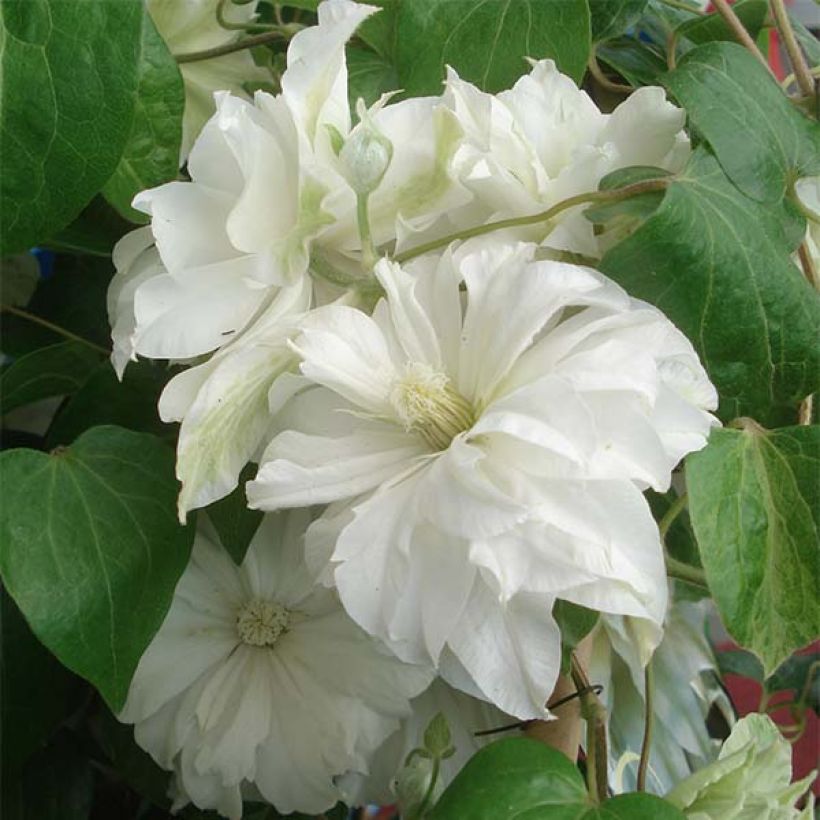 Clématite - Clematis Maria Skłodowska Curie (Floraison)