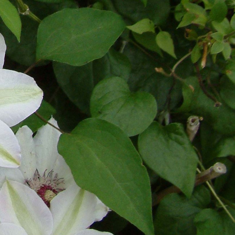 Clématite - Clematis Miss Bateman (Feuillage)