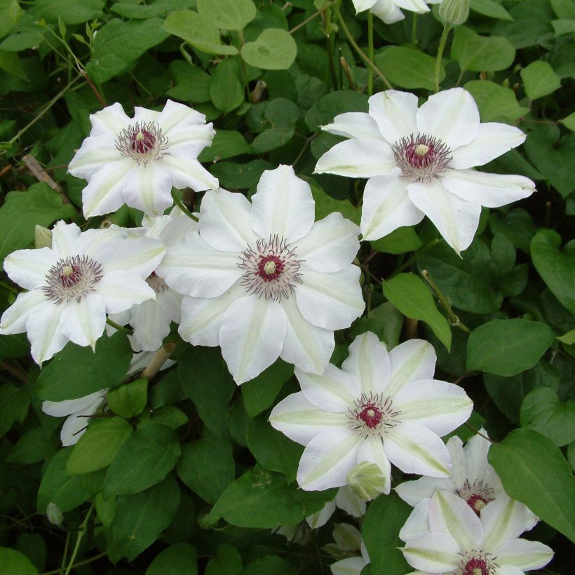 Clématite - Clematis Miss Bateman (Floraison)