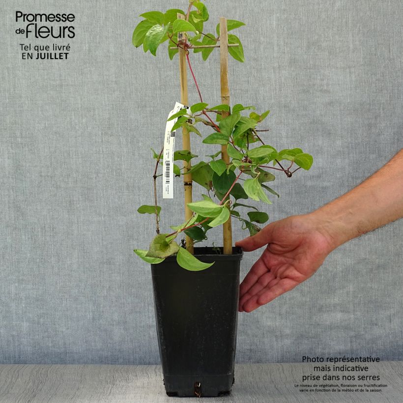 Spécimen de Clématite Mme Lecoultre Pot de 2L/3L tel que livré en été