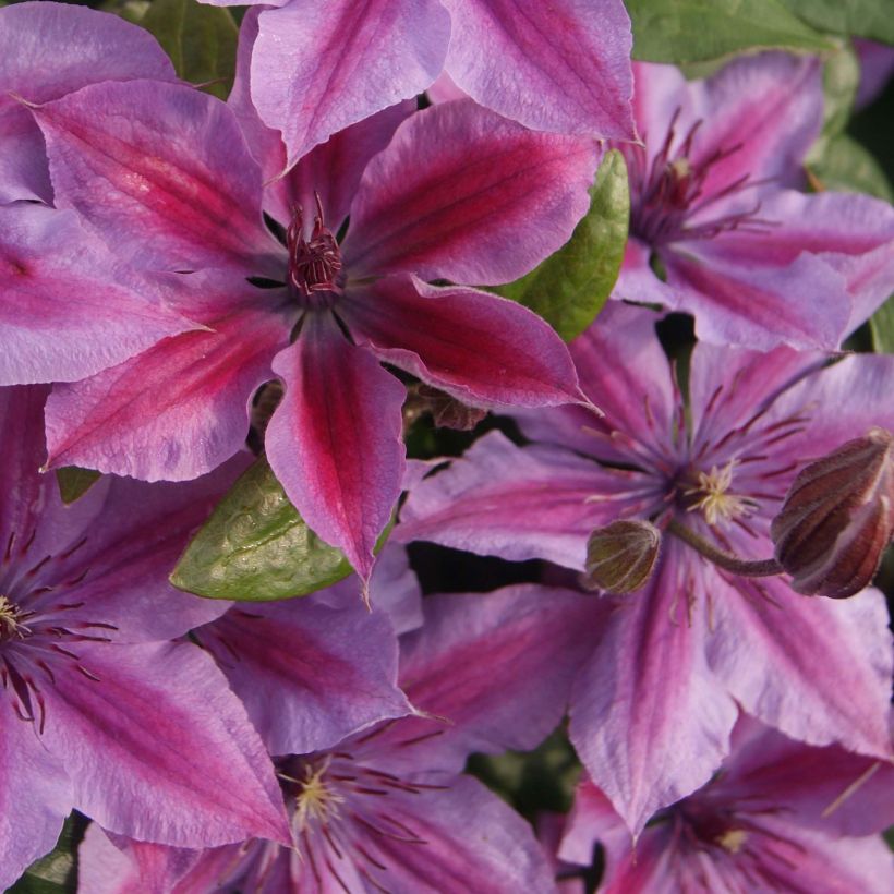 Clématite - Clematis Mon Cherry (Floraison)