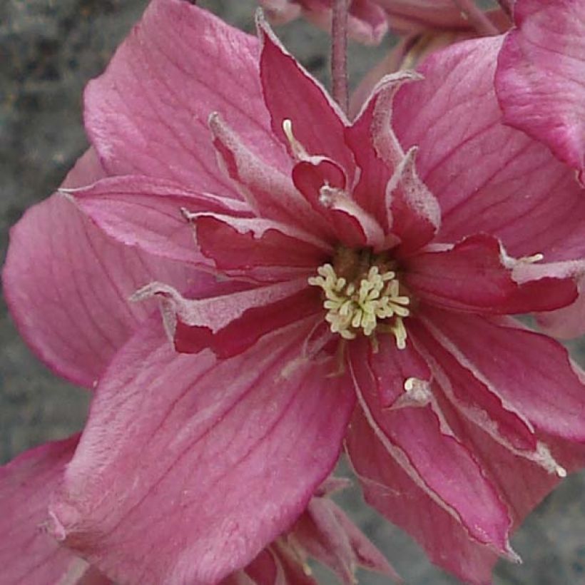 Clématite - Clematis montana Broughton Star (Floraison)