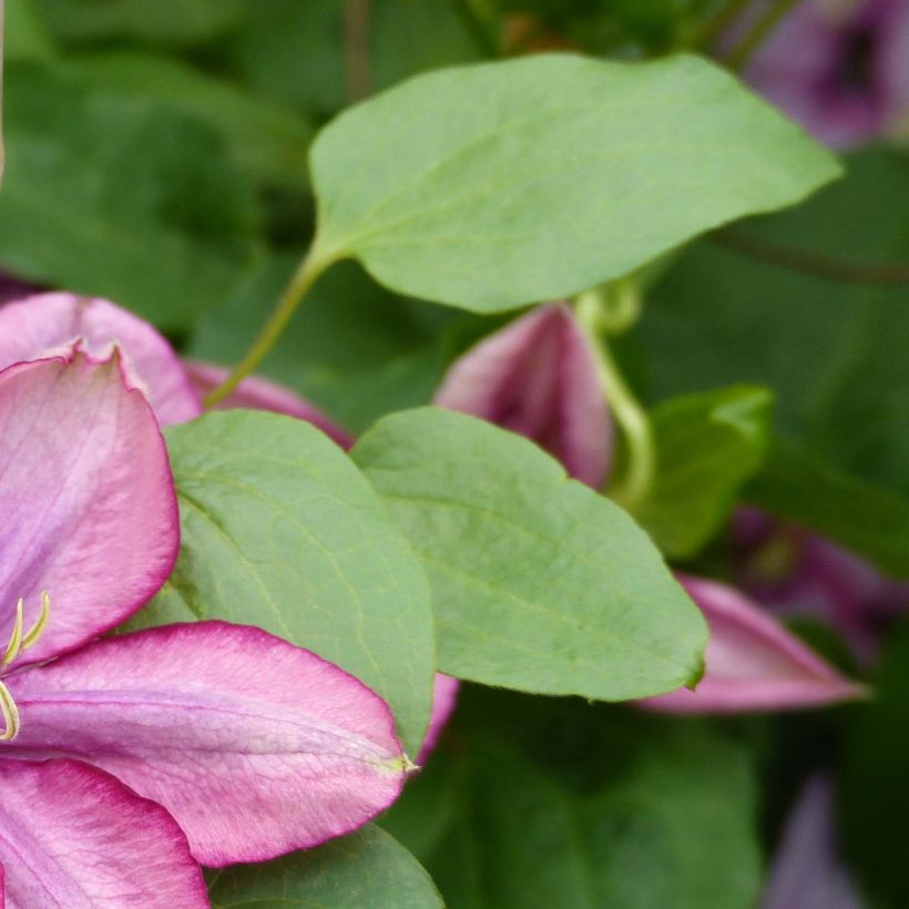 Clematite - Clematis Paradiso (Feuillage)