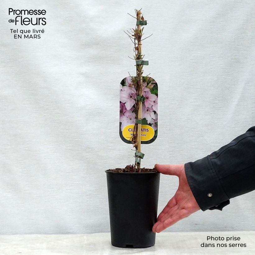Spécimen de Clématite Pink Fantasy Pot de 2L/3L tel que livré au printemps