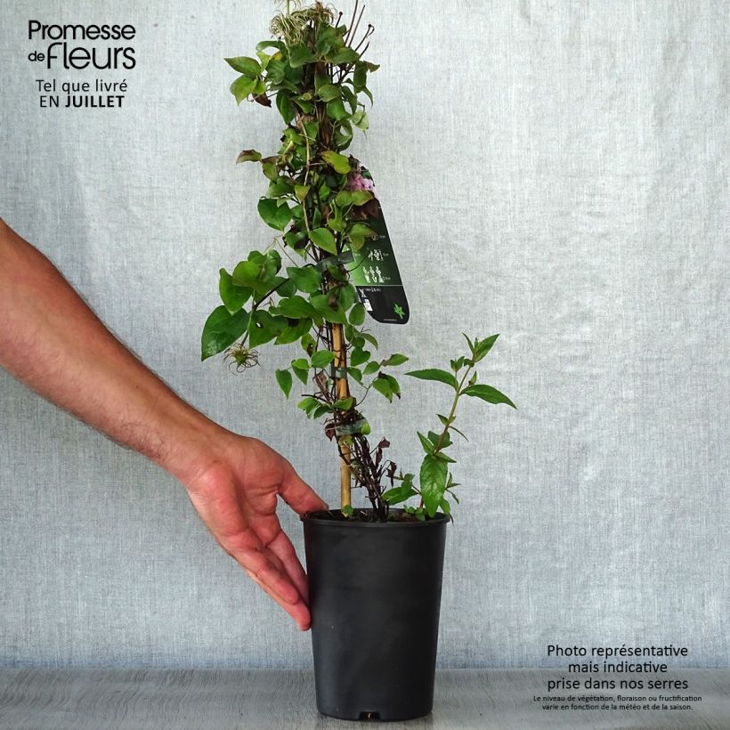 Spécimen de Clématite Pink Fantasy Pot de 2L/3L tel que livré en été