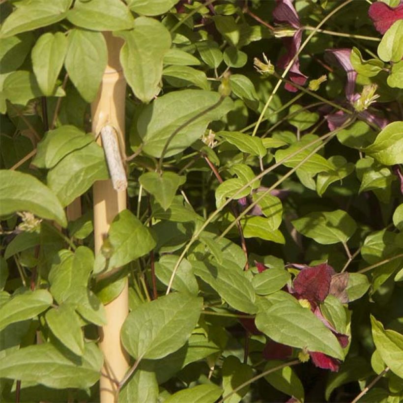 Clématite - Clematis Ruutel (Feuillage)