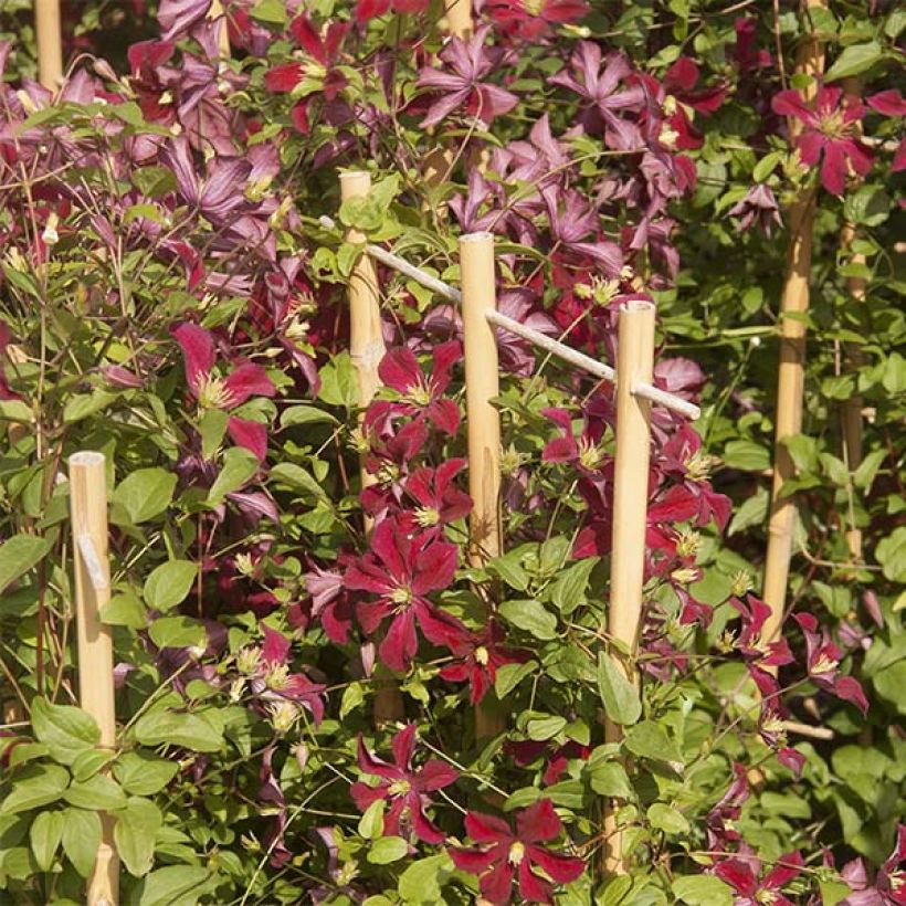 Clématite - Clematis Ruutel (Floraison)