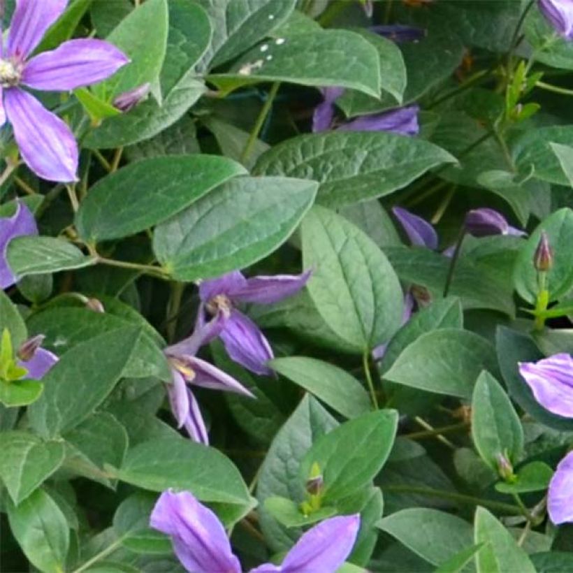 Clématite - Clematis Saphyra Estrella (Feuillage)