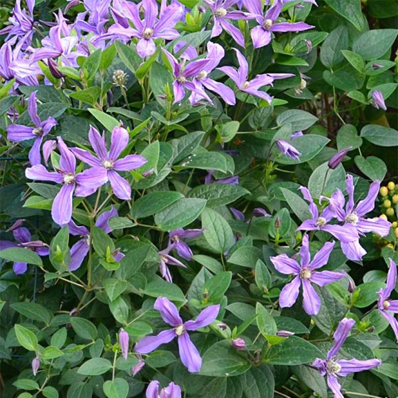 Clématite - Clematis Saphyra Estrella (Floraison)