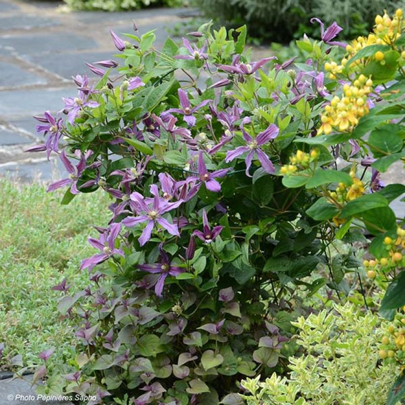 Clématite - Clematis Saphyra Estrella (Port)