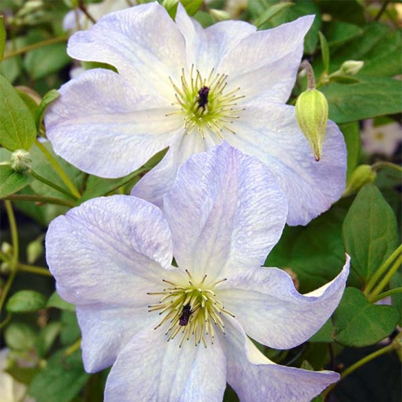 Clématite - Clematis viticella Sea Breeze (Floraison)