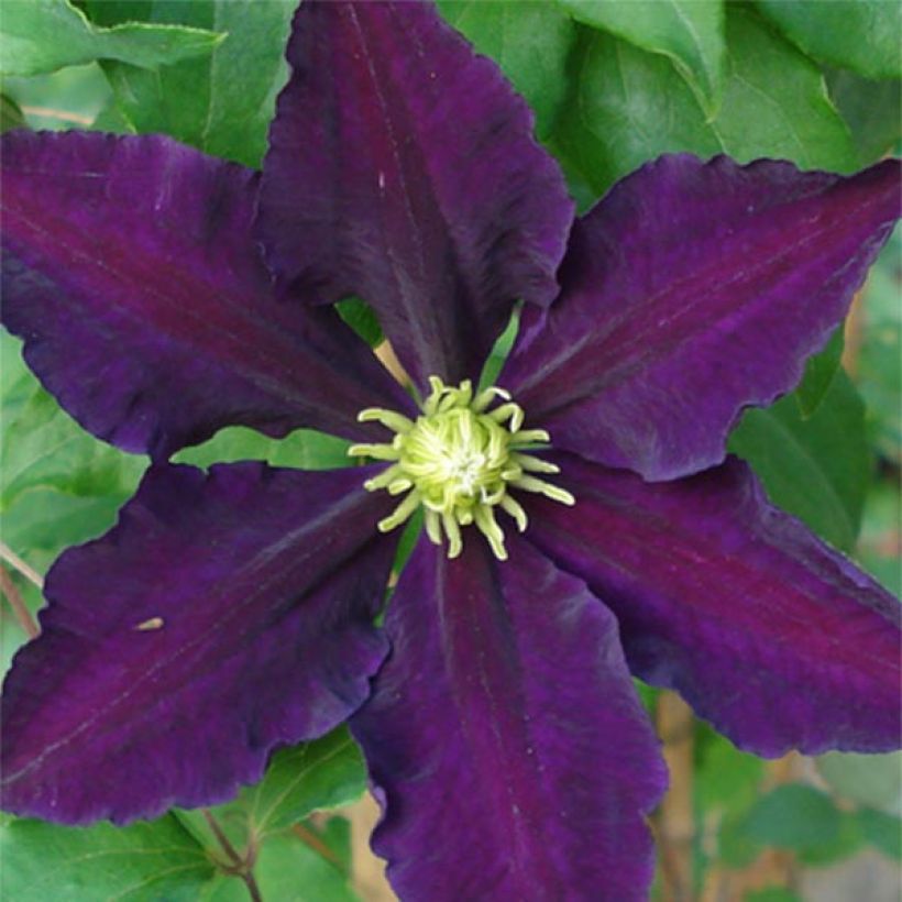 Clématite - Clematis The Vagabond (Floraison)