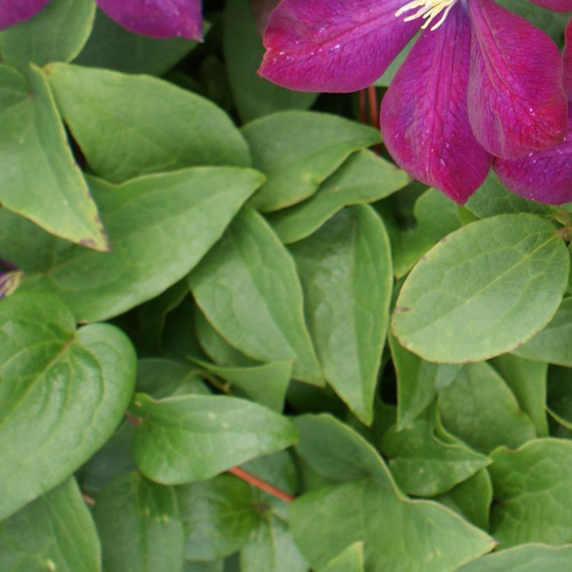 Clématite - Clematis Voluceau (Feuillage)