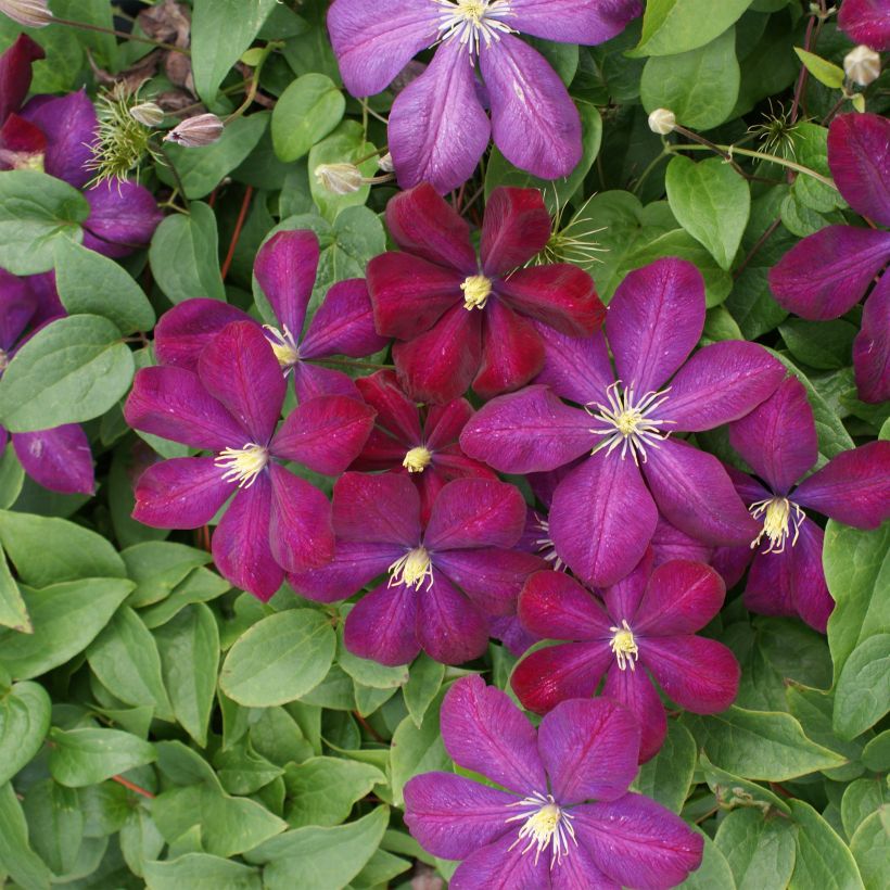 Clématite - Clematis Voluceau (Floraison)