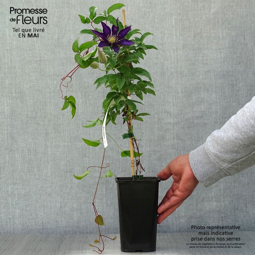 Spécimen de Clématite Vostock Pot de 1.5L tel que livré au printemps
