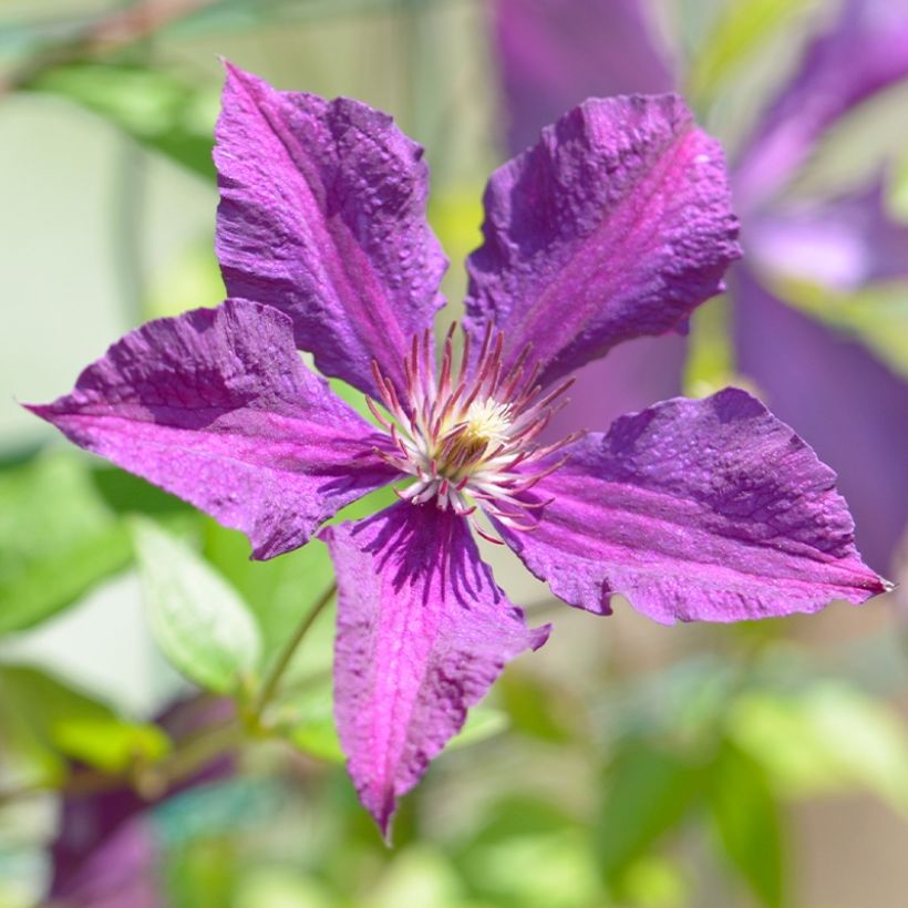 Clématite Whoopi (Floraison)