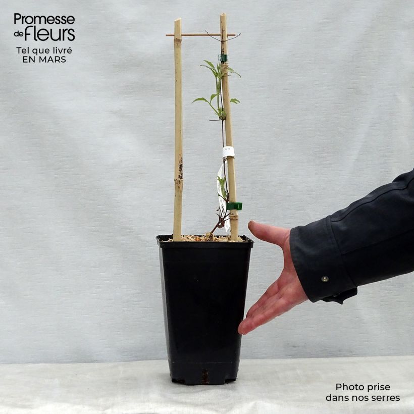 Spécimen de Clématite Wildfire Pot de 1.5L tel que livré au printemps