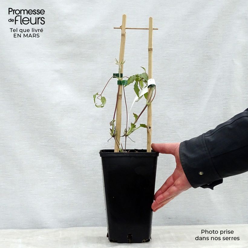 Spécimen de Clématite Xerxes Pot de 2L/3L tel que livré au printemps