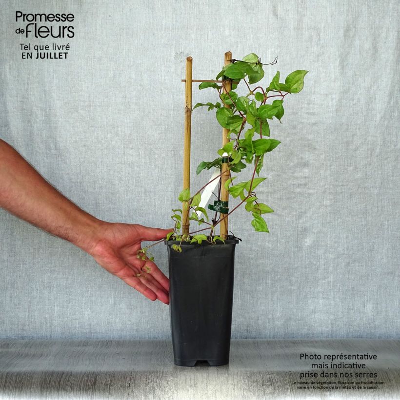 Spécimen de Clématite Xerxes Pot de 2L/3L tel que livré en été