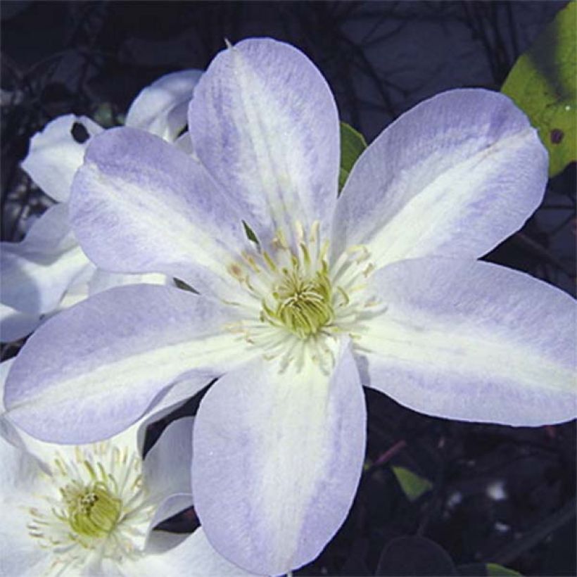 Clématite - Clematis Yukikomachi (Floraison)