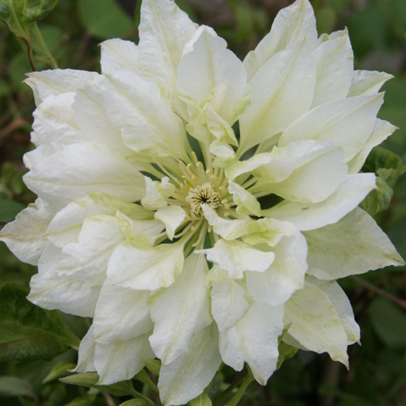 Clématite - Clematis Yukiokoshi (Floraison)