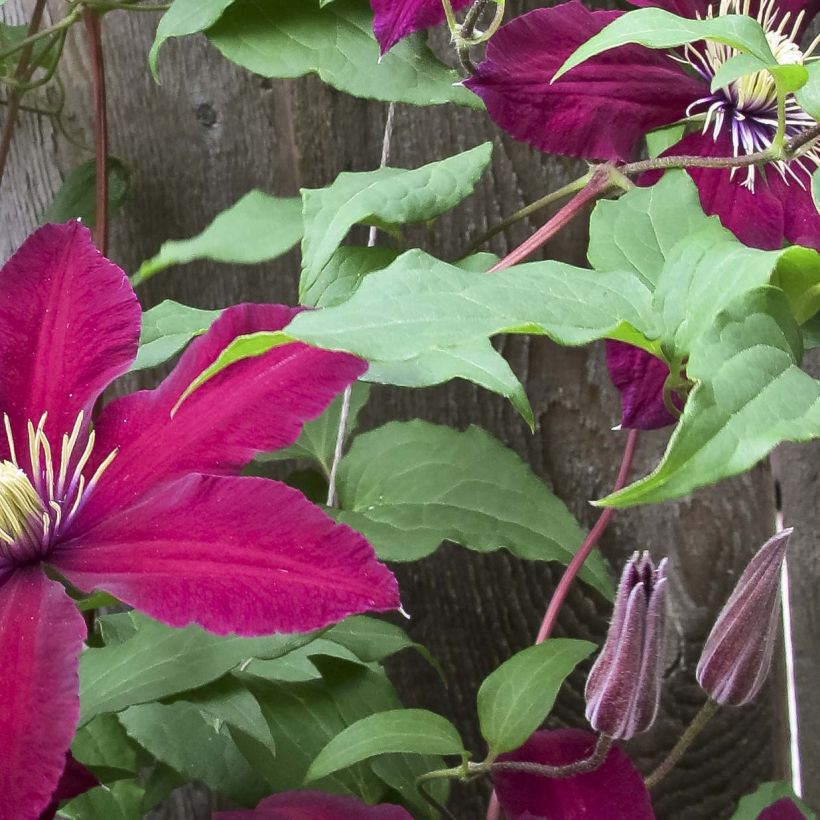 Clématite - Clematis Niobe (Feuillage)