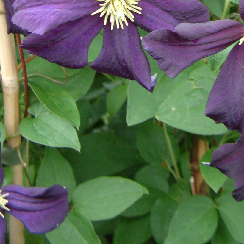 Clématite - Clematis Romantika (Feuillage)