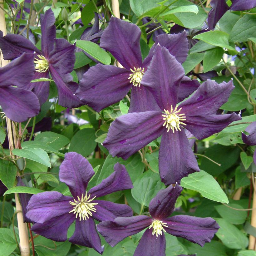 Clématite - Clematis Romantika (Floraison)