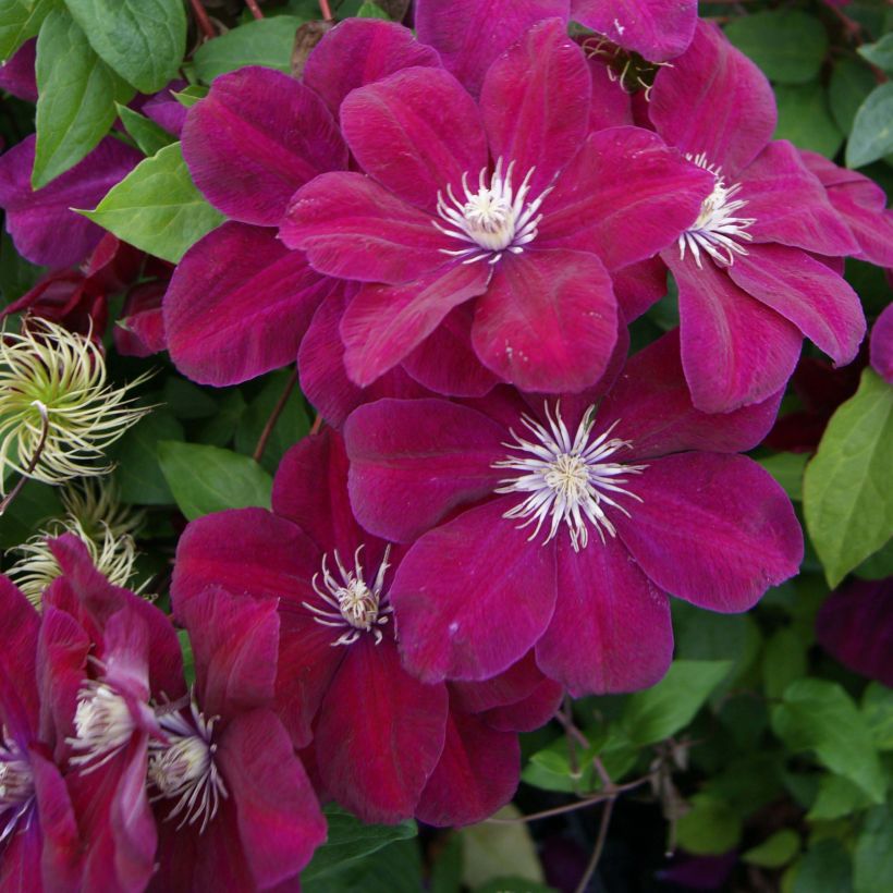 Clématite - Clematis Rouge Cardinal  (Floraison)