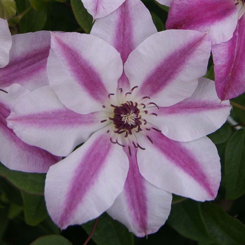 Clématite - Clematis Souvenir du Capitaine Thuilleaux (Floraison)