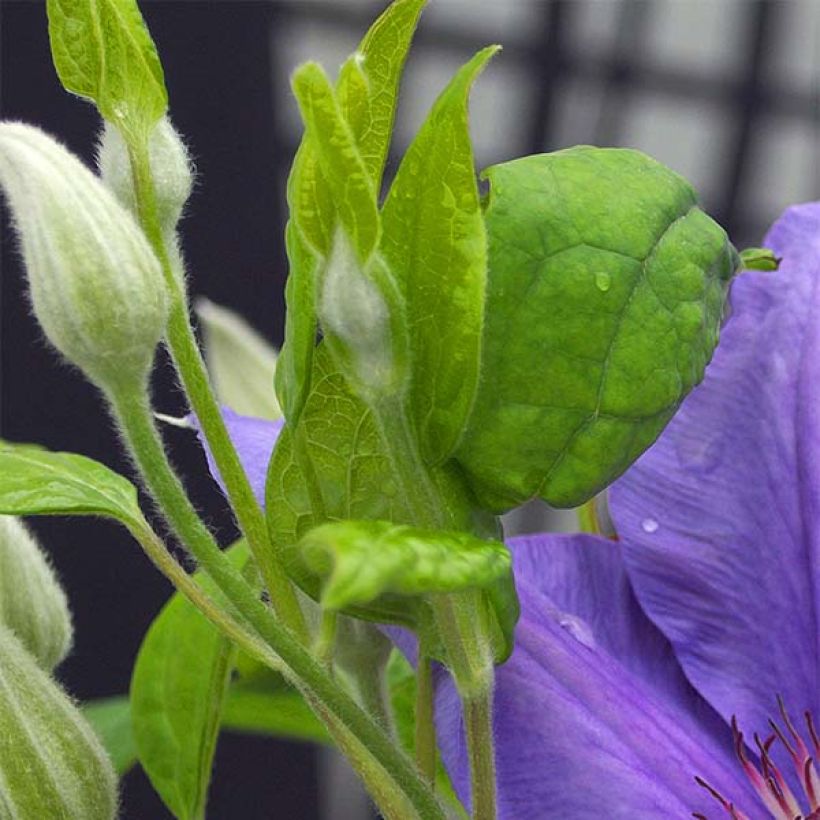 Clématite - Clematis SUCCESS® Bleu de Loire (Feuillage)