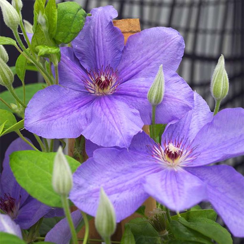 Clématite - Clematis SUCCESS® Bleu de Loire (Floraison)