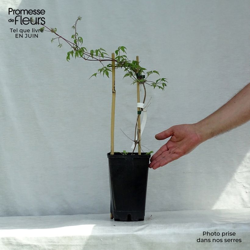 Spécimen de Clématite alpina Blue Dancer Pot de 2L/3L tel que livré en été