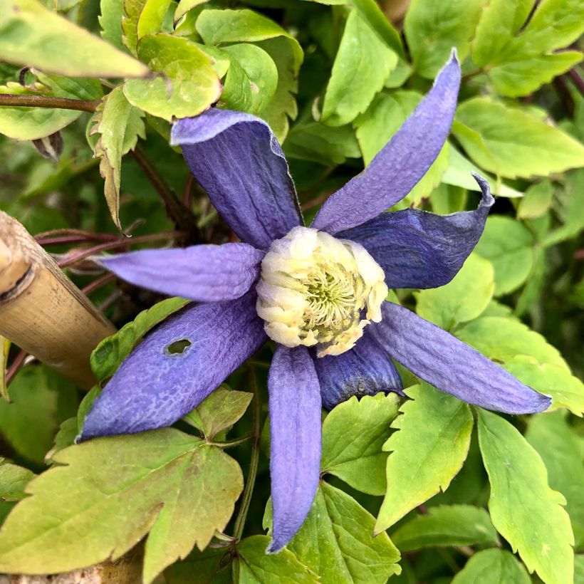 Clématite alpina Blue Dancer (Floraison)