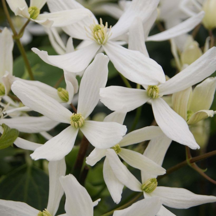 Clématite - Clematis armandii Snowdrift (Floraison)