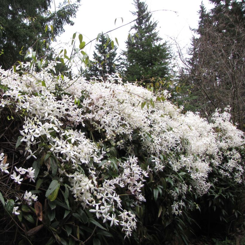 Clématite - Clematis armandii Snowdrift (Port)