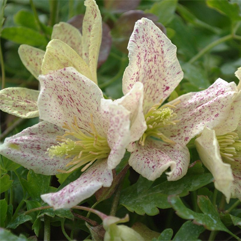 Clématite - Clematis cirrhosa Winter Parasol (Floraison)