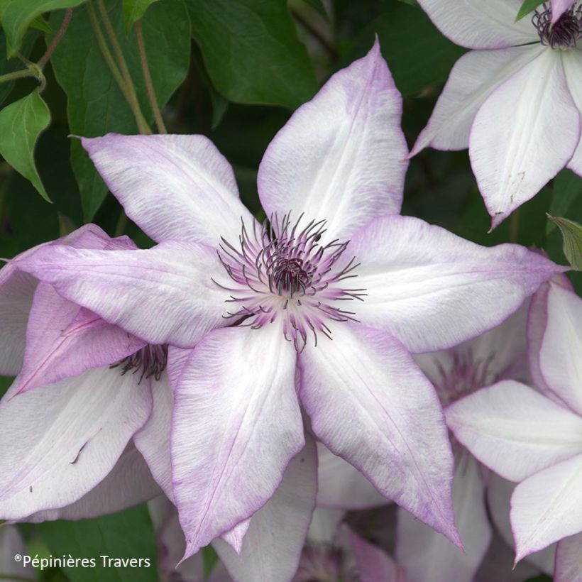 Clématite florida Utopia (Floraison)