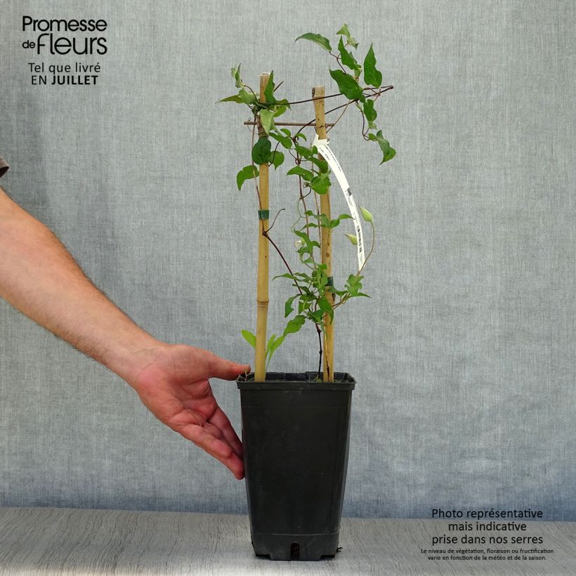 Spécimen de Clématite florida Utopia Pot de 2L/3L tel que livré en été