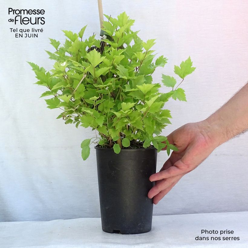 Spécimen de Clématite herbacée - Clematis heracleifolia Pot de 2L/3L tel que livré en été