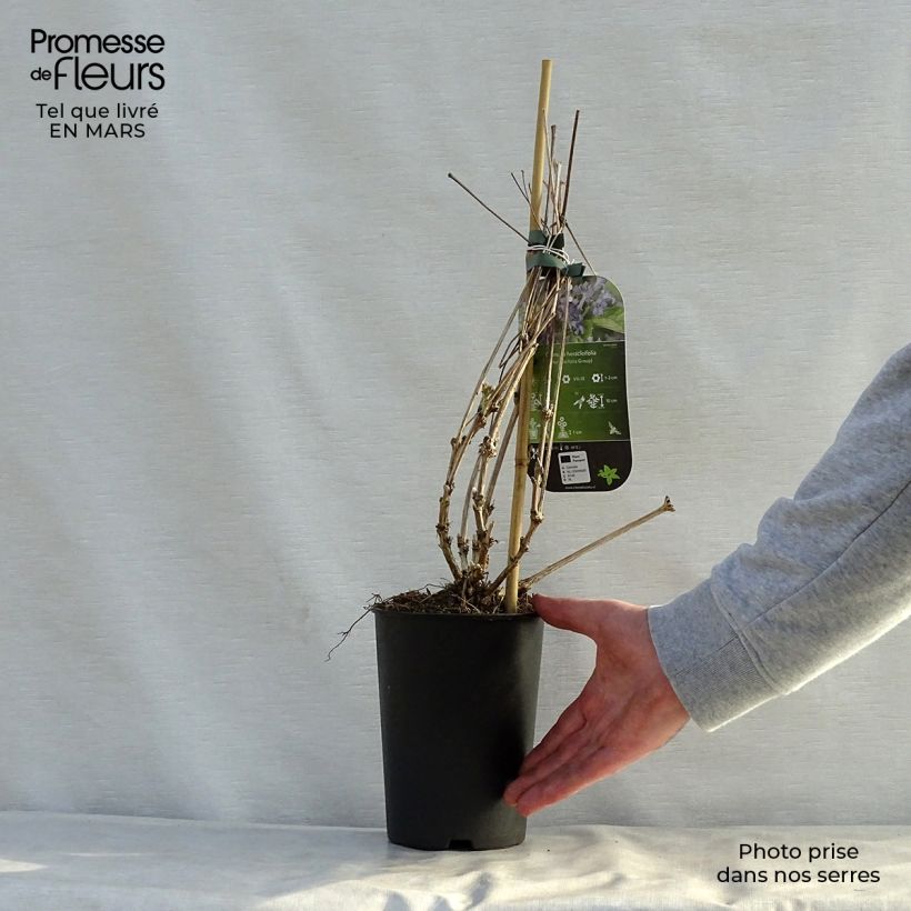 Spécimen de Clématite herbacée - Clematis heracleifolia Pot de 2L/3L tel que livré au printemps