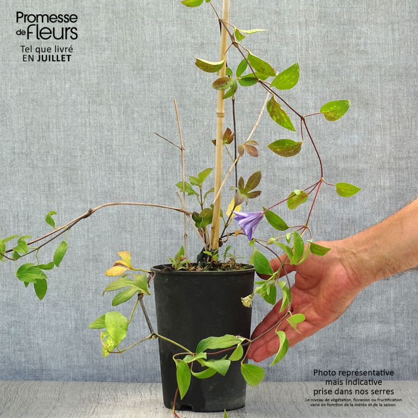 Spécimen de Clématite - Clematis integrifolia Blue River Pot de 2L/3L tel que livré en été