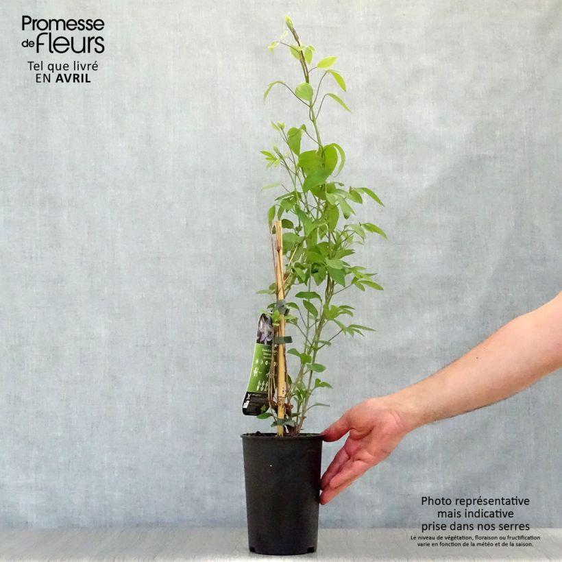 Spécimen de Clématite - Clematis integrifolia Blue River Pot de 2L/3L tel que livré au printemps
