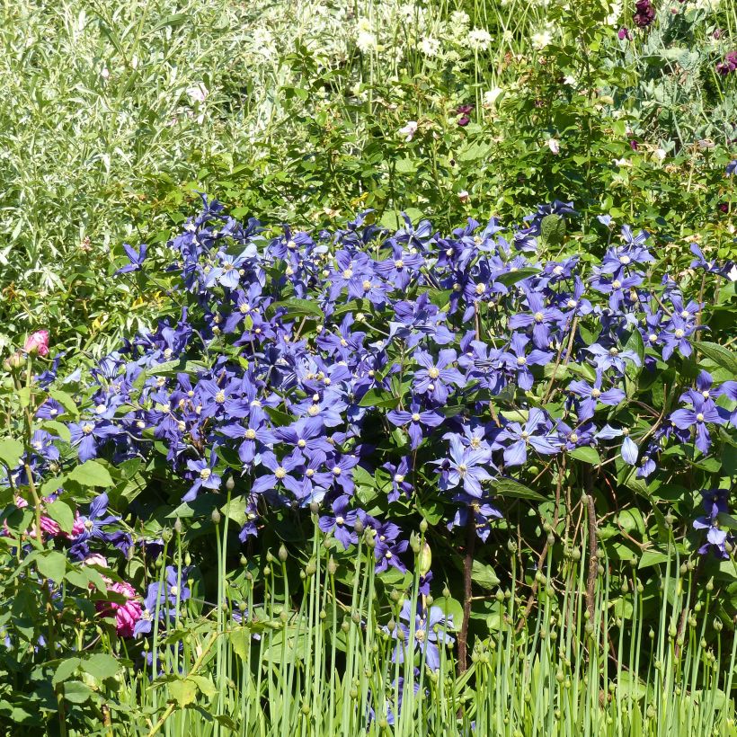 Clématite - Clematis integrifolia Durandii (Port)