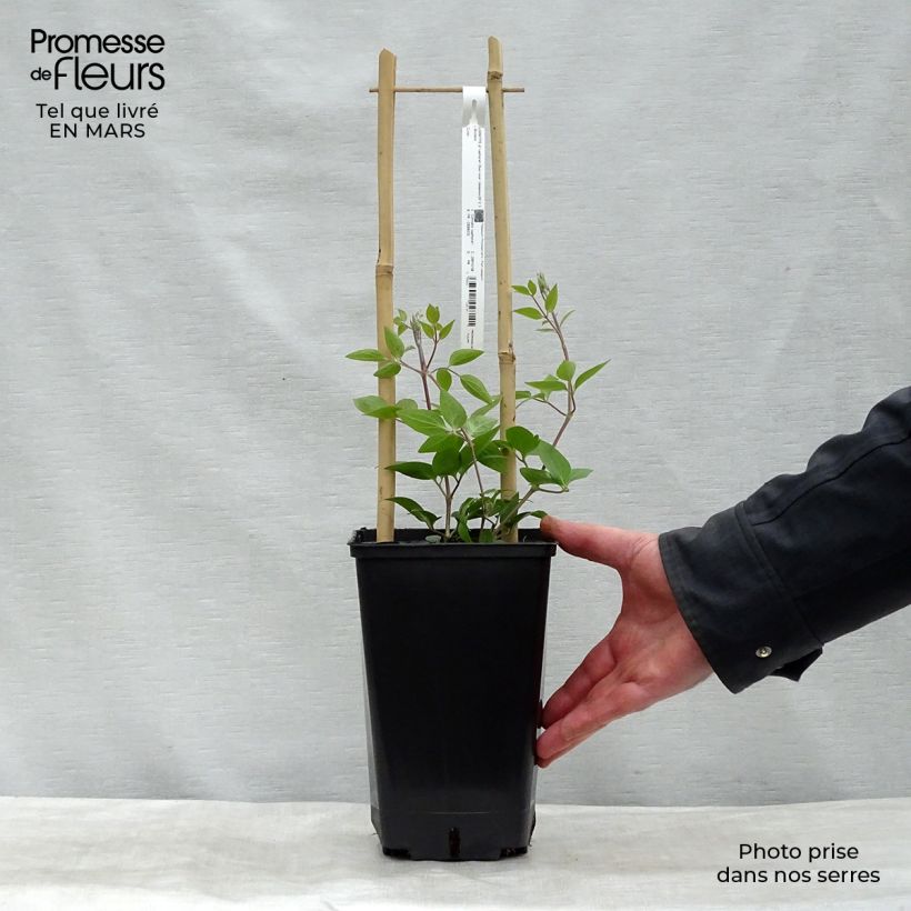 Spécimen de Clématite integrifolia Saphyra Duo Rose Pot de 2L/3L tel que livré au printemps