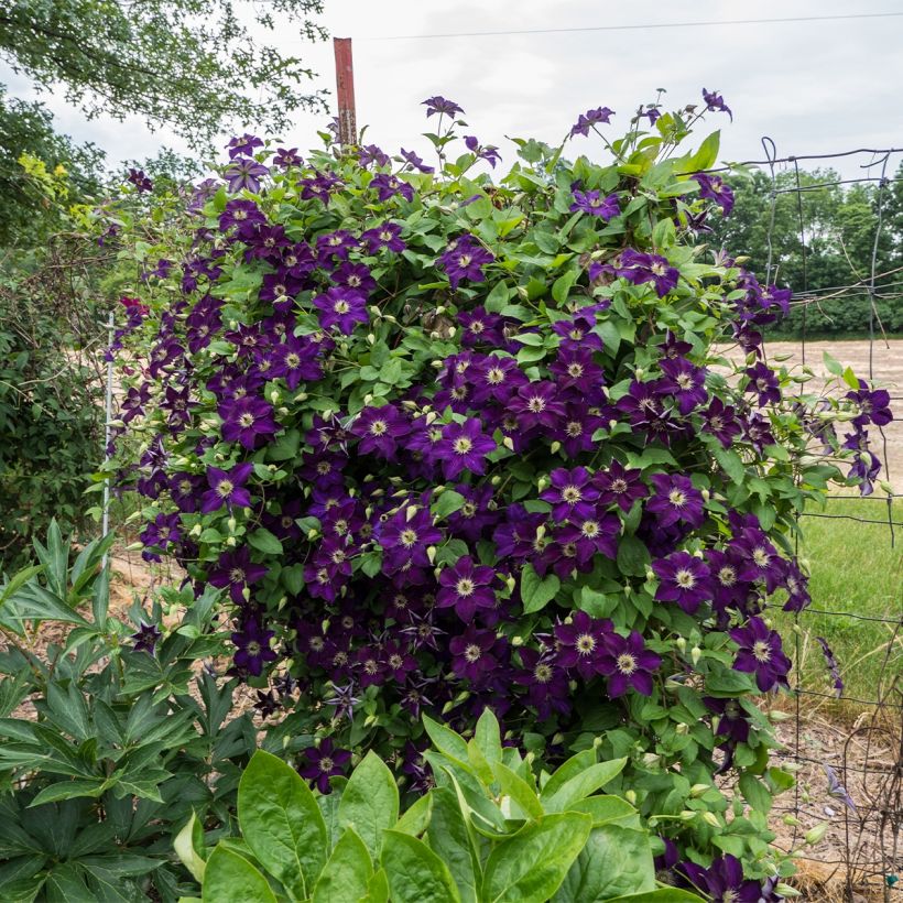 Clématite italienne - Clematis viticella Happy Birthday (Port)