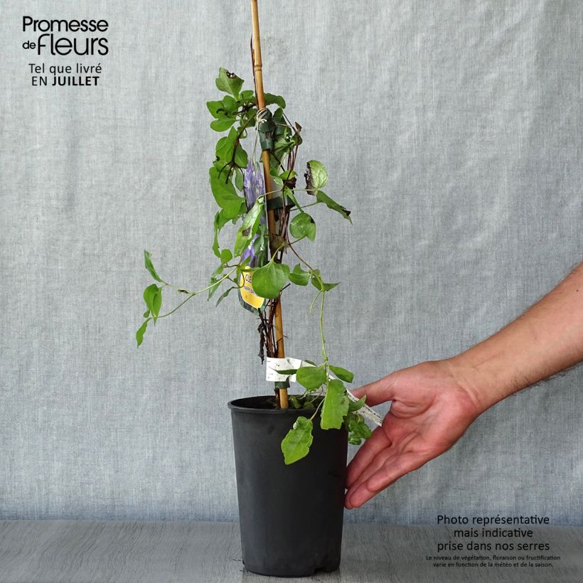 Spécimen de Clématite italienne - Clematis viticella Happy Birthday Pot de 1,5L/2L tel que livré en été